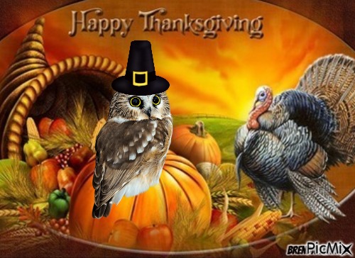 Thanksgiving owl - PNG gratuit