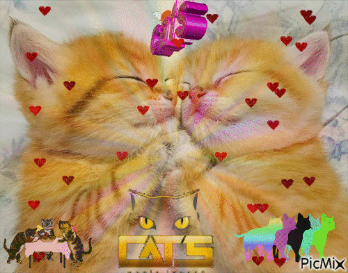 CATS - Zdarma animovaný GIF