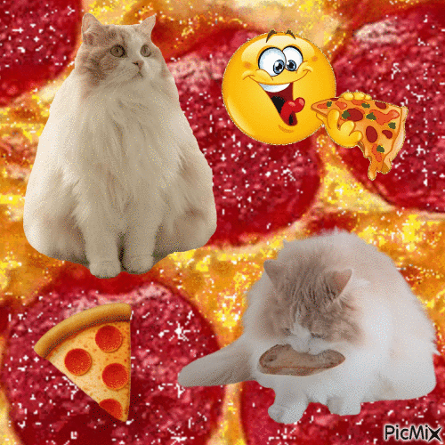 Pizza cat - GIF animasi gratis