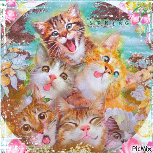 Kitty Kitty Kitty - GIF animado gratis