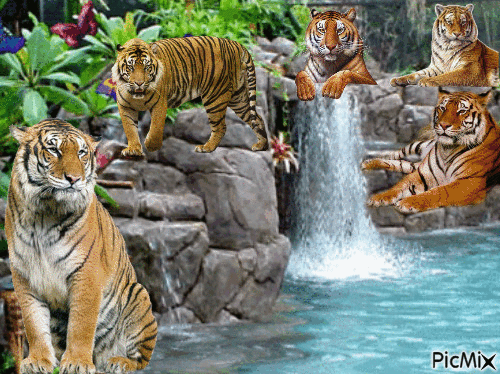 le repos des tigres - GIF animé gratuit
