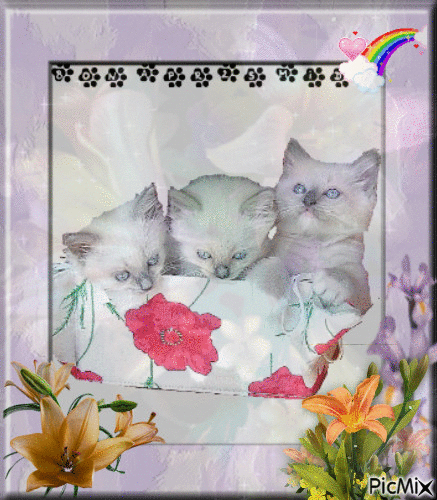 trois chatons violets - Безплатен анимиран GIF