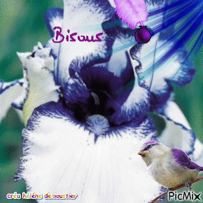 fleurs plume - Darmowy animowany GIF