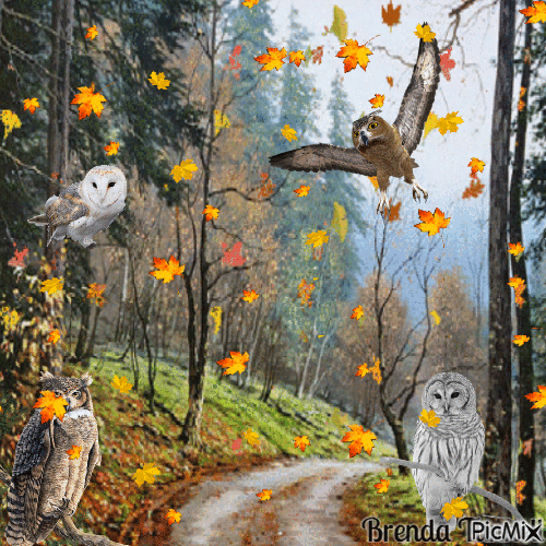 autumn owl - Zdarma animovaný GIF