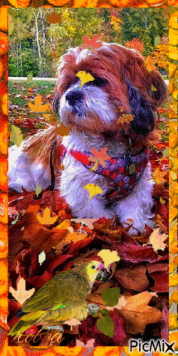 Beau petit chien avec des feuilles d`automnes - Kostenlose animierte GIFs