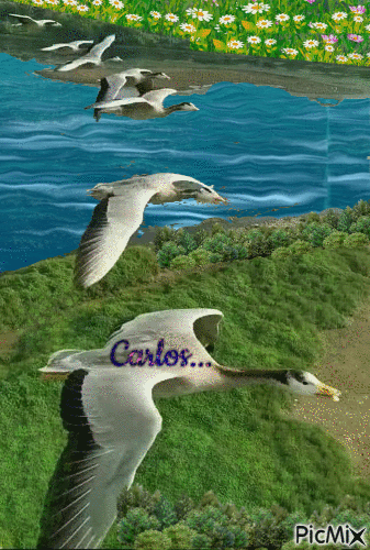 Carlos - Darmowy animowany GIF