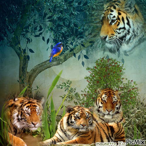 les tigres - zdarma png