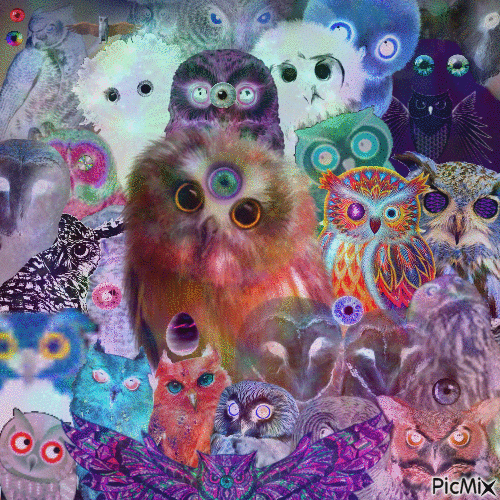 Disorienting Owls - Darmowy animowany GIF