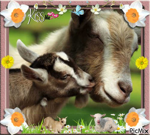 la chèvres et son petit chevreau - PNG gratuit