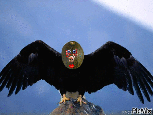 aguia melão - Darmowy animowany GIF