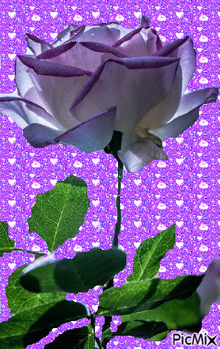 rosa - Δωρεάν κινούμενο GIF