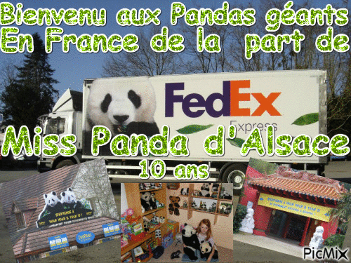 Panda Géants ! - Безплатен анимиран GIF