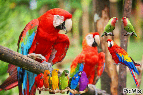 Les beaux perroquets - GIF animé gratuit