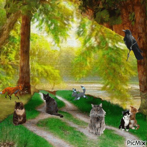 animals cats nancysaey - Δωρεάν κινούμενο GIF