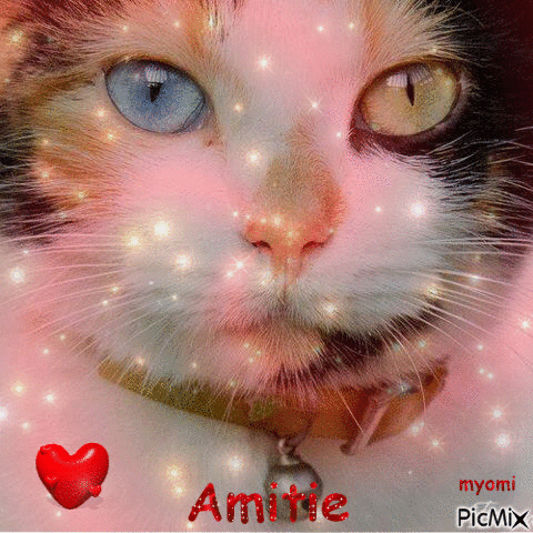 Amitie - GIF เคลื่อนไหวฟรี