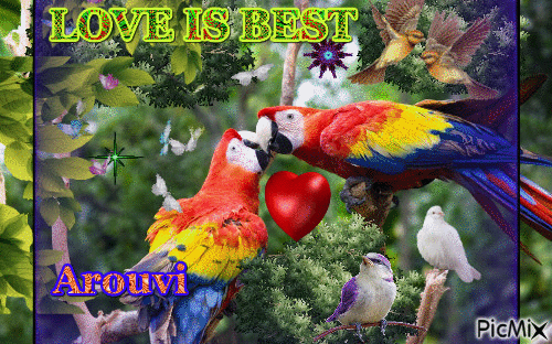 Love Birds - GIF animado grátis