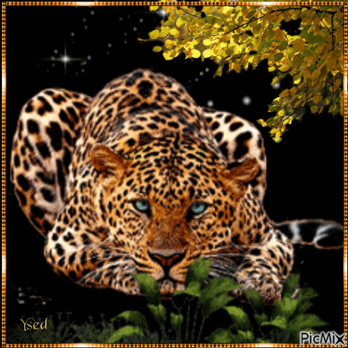 Leopardo. - 免费动画 GIF