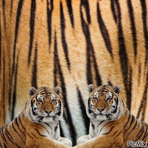 Tiger - ingyenes png
