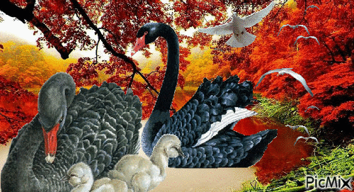 Birds & Nature - Bezmaksas animēts GIF