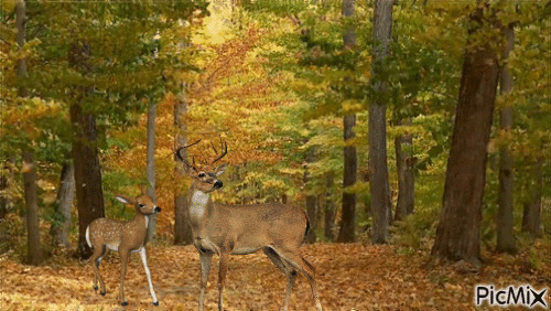 Autumn Deer - Ilmainen animoitu GIF