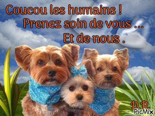 Les chiens - Free PNG