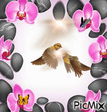 palomas y flores - GIF animé gratuit