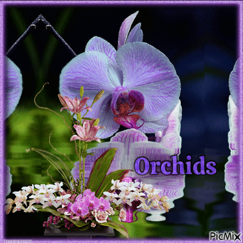 Orchideen - Darmowy animowany GIF