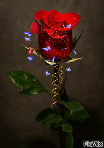 róża - Zdarma animovaný GIF