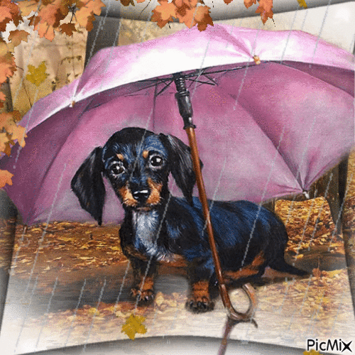 Pluie d'automne. - Free animated GIF