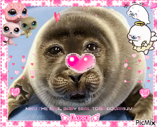 niko baby seal - Бесплатный анимированный гифка