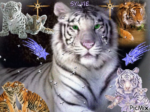 Tigres .Ma création a partager Sylvie - GIF เคลื่อนไหวฟรี