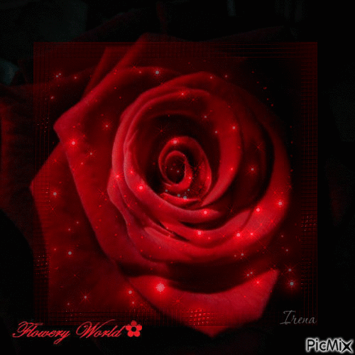 Red Rose of Love - GIF animasi gratis
