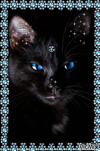 gato preto - GIF animate gratis
