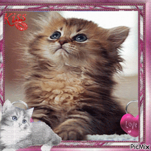 Cat ,love,kisses - Free animated GIF