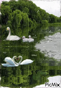Дождь и лебеди - Безплатен анимиран GIF