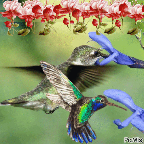 Kolibri - GIF animé gratuit