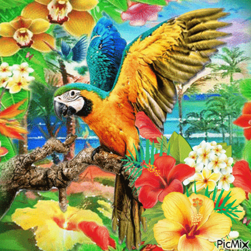 Oiseau paradisiaque - GIF animé gratuit