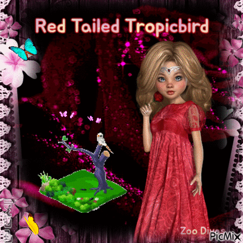 Red tailed tropicbird - Безплатен анимиран GIF