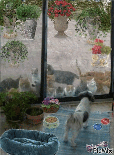 dehors les chats - Gratis animerad GIF