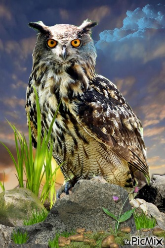 owl - бесплатно png