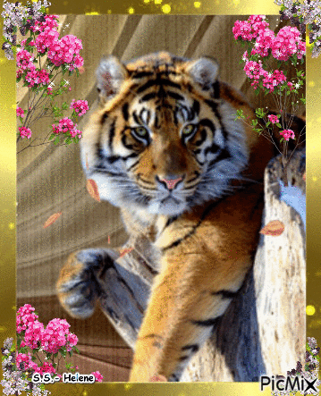 Tiger. - Free animated GIF