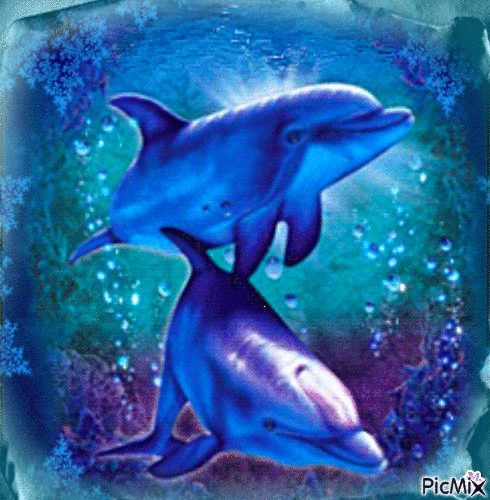 Concours "Les Dauphins" - 免费动画 GIF