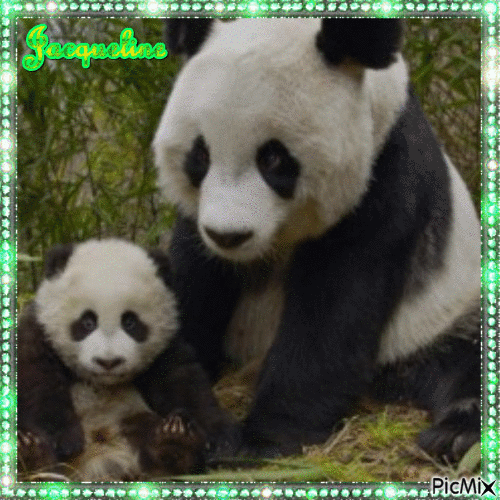 maman panda et son bébé - GIF เคลื่อนไหวฟรี