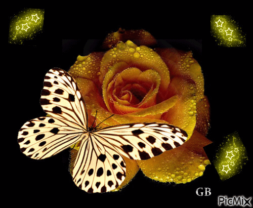 Schmetterling - Animovaný GIF zadarmo