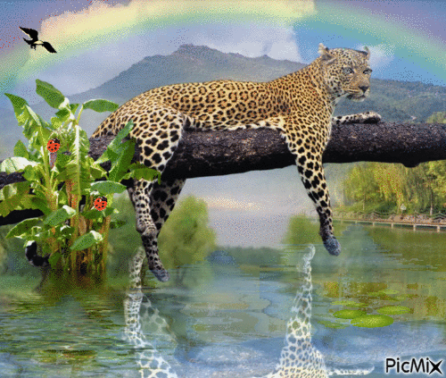 Leopardo - Δωρεάν κινούμενο GIF