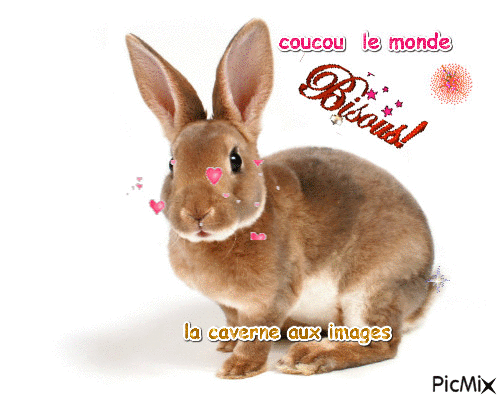 amour de lapin - Darmowy animowany GIF