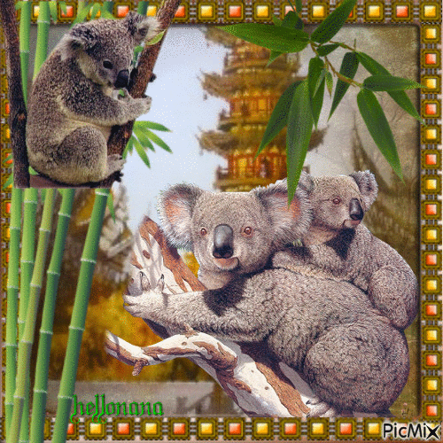 Le Koala ! - GIF animado gratis