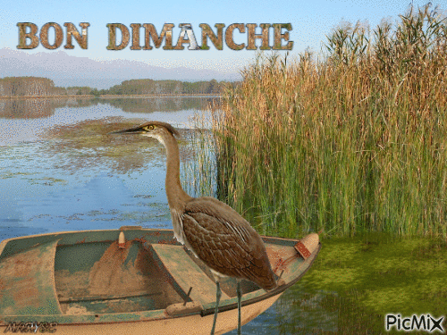 DIMANCHE - Zdarma animovaný GIF