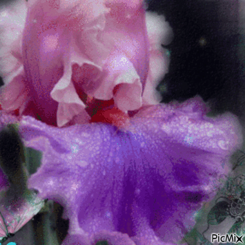 fleur d'Iris - Darmowy animowany GIF