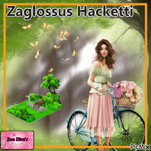 Zaglossus Hacketti - Gratis animerad GIF